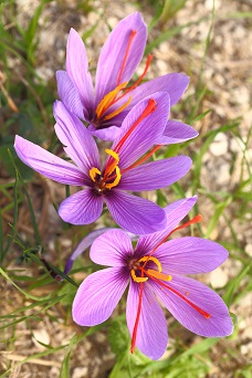 Saffron flowers on the field